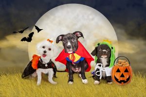 Five Tips To Keep Your Pet Safe This October